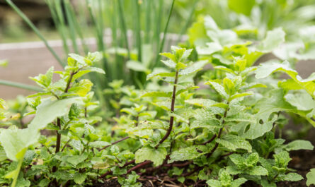 8 perennial herbs that will grow for an endless supply