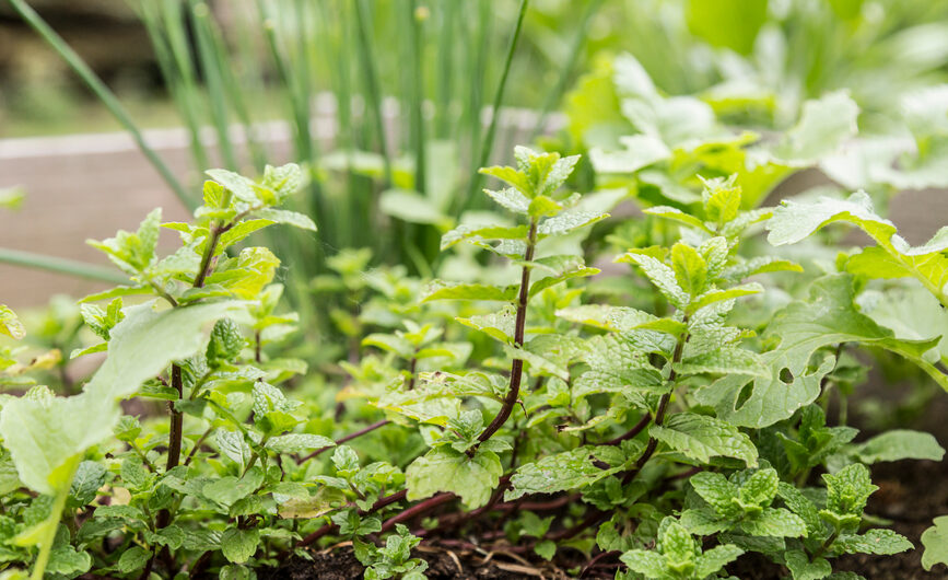 8 perennial herbs that will grow for an endless supply