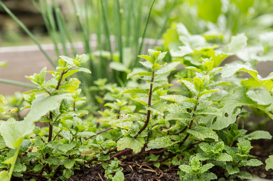 8 perennial herbs that will grow for an endless supply