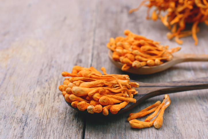 What is Cordyceps fungus & the benefits of Cordyceps